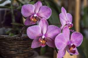 orchidee 3