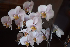 orchidee 5